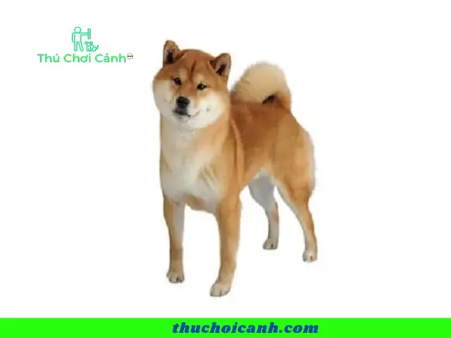 Kinh Nghiệm Mua Chó Shiba