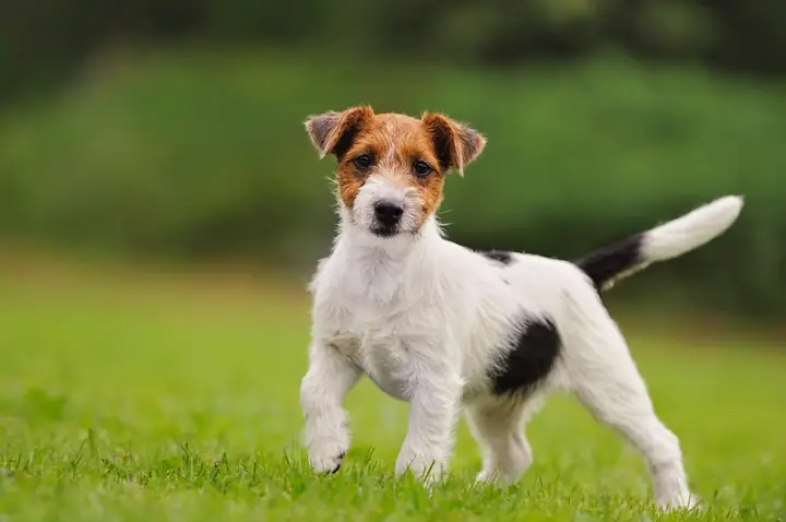 Chó Sục Jack Russell Có Tính Cách Thế Nào? Chó Sục Jack Russell Có Tính Cách Thế Nào?