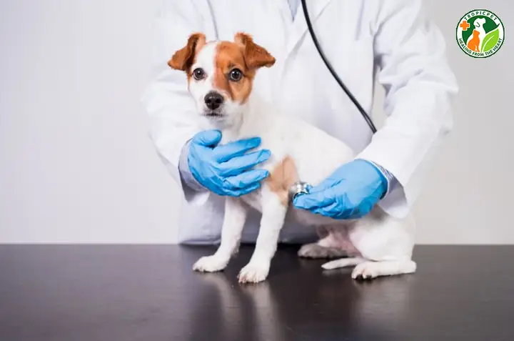 Các Vấn Đề Sức Khỏe Thường Gặp Ở Chó Sục Jack Russell Các Vấn Đề Sức Khỏe Thường Gặp Ở Chó Sục Jack Russell