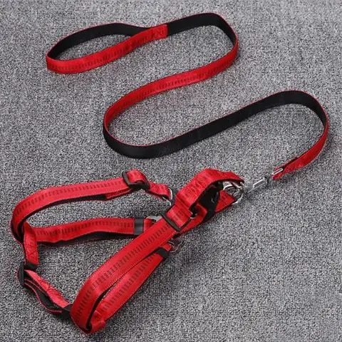 Hướng Dẫn Chọn Mua Dây Xích Chó Becgie Phù Hợp Và An Toàn