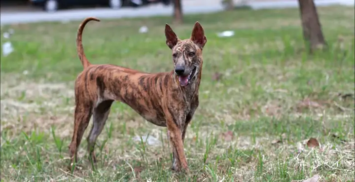 Thời Gian Chó Phú Quốc Đực Có Thể Phối Giống Thời Gian Chó Phú Quốc Đực Có Thể Phối Giống