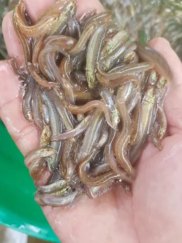 Cá Chạch Sụn Giống Đủ Kích Cỡ, Giá Rẻ, Nhanh Lớn, Ship Tận Nơi