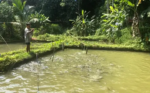Đào Ao Chăm Bẵm, Dỗ Dành Loài Cá Lạ Quý Hiếm, Ông Nông Dân Hòa ...