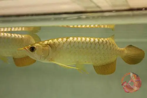 Chú Ý Khi Thả Cá Rồng Vào Hồ Khi Mới Mua Về_an Toàn_cá Khỏe Chú Ý Khi Thả Cá Rồng Vào Hồ Khi Mới Mua Về_an Toàn_cá Khỏe