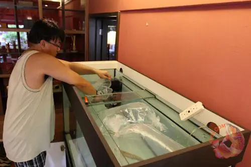 Chú Ý Khi Thả Cá Rồng Vào Hồ Khi Mới Mua Về_an Toàn_cá Khỏe Chú Ý Khi Thả Cá Rồng Vào Hồ Khi Mới Mua Về_an Toàn_cá Khỏe