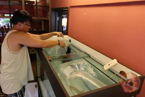 Chú Ý Khi Thả Cá Rồng Vào Hồ Khi Mới Mua Về_an Toàn_cá Khỏe Chú Ý Khi Thả Cá Rồng Vào Hồ Khi Mới Mua Về_an Toàn_cá Khỏe