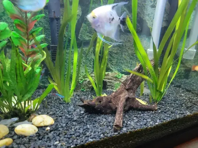 Nắp Bể Cá Bằng Kính (glass Lid)