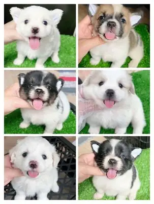 Mua Nẹp Chân Cho Chó Ở Đâu? Hướng Dẫn Chi Tiết Từ Chuyên Gia Hanoi Zoo Mua Nẹp Chân Cho Chó Ở Đâu? Hướng Dẫn Chi Tiết Từ Chuyên Gia Hanoi Zoo