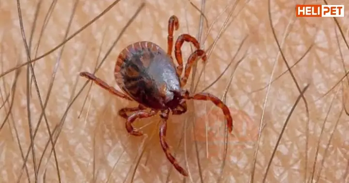 Tác Động Của Ve Chó Đối Với Vật Nuôi