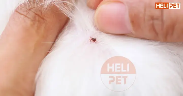 Tầm Quan Trọng Của Điều Trị Ve Chó Sớm