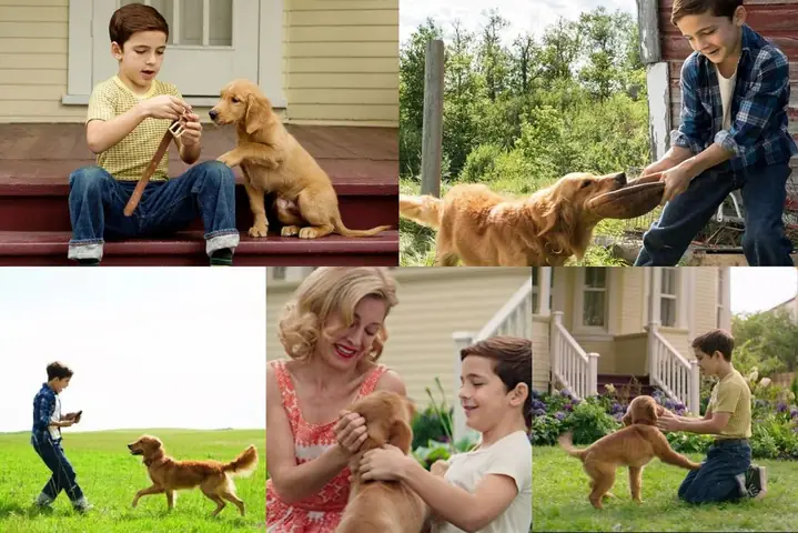 Chút Cảm Nhận Về "mục Đích Sống Của Một Chú Chó" (a Dog's Purpose & A Dog's Journey)