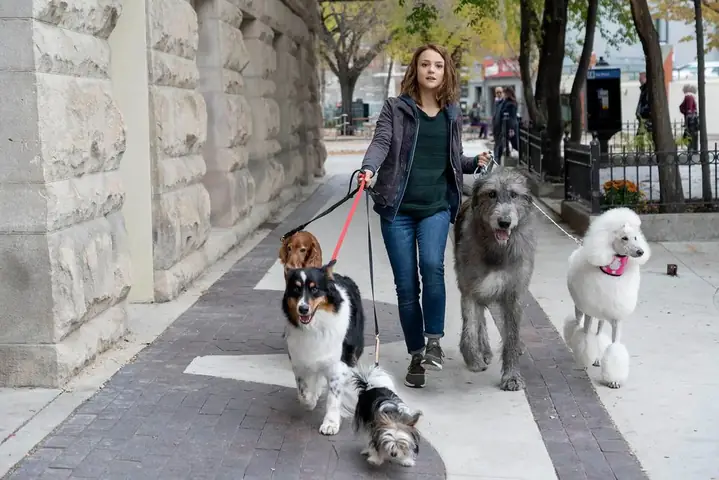 Chút Cảm Nhận Về "mục Đích Sống Của Một Chú Chó" (a Dog's Purpose & A Dog's Journey)