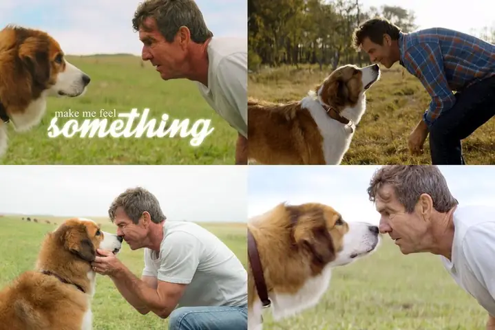 Chút Cảm Nhận Về "mục Đích Sống Của Một Chú Chó" (a Dog's Purpose & A Dog's Journey)