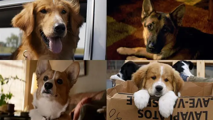 Chút Cảm Nhận Về "mục Đích Sống Của Một Chú Chó" (a Dog's Purpose & A Dog's Journey)