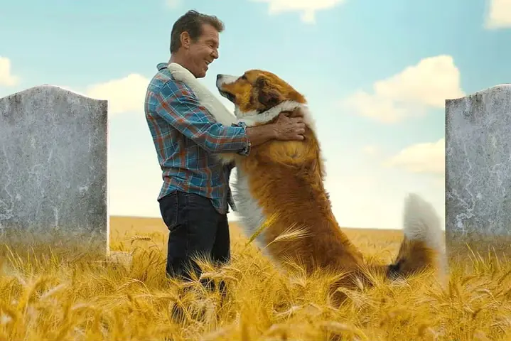 Chút Cảm Nhận Về "mục Đích Sống Của Một Chú Chó" (a Dog's Purpose & A Dog's Journey)