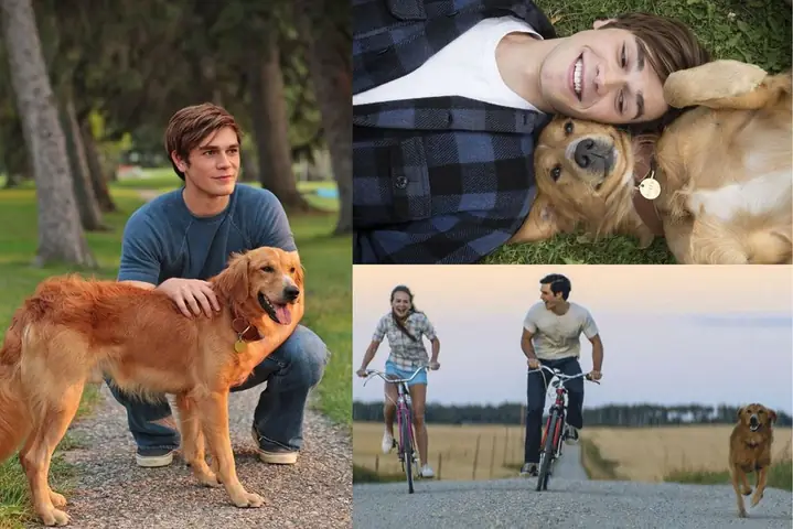 Chút Cảm Nhận Về "mục Đích Sống Của Một Chú Chó" (a Dog's Purpose & A Dog's Journey)