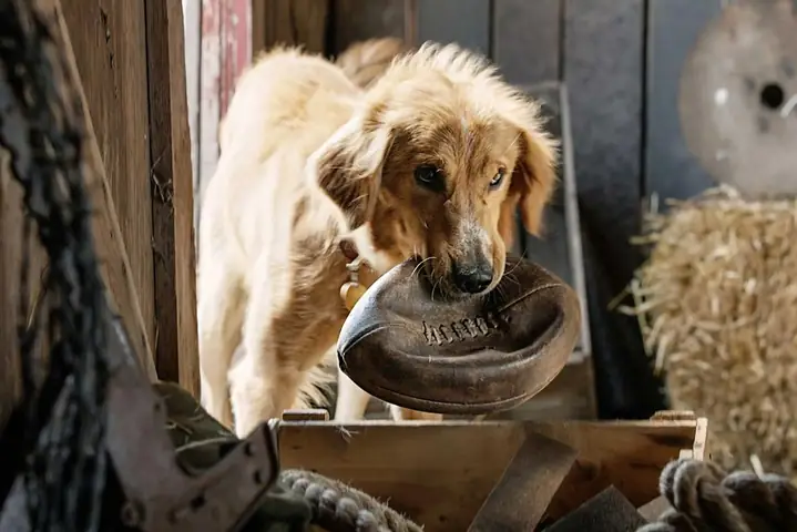 Chút Cảm Nhận Về "mục Đích Sống Của Một Chú Chó" (a Dog's Purpose & A Dog's Journey)