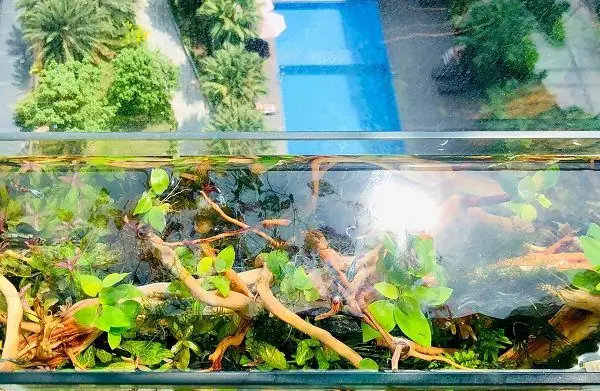 Mực Nước Trong Bể Cá Cảnh Mực Nước Trong Bể Cá Cảnh