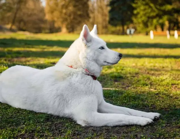 Nằm Mơ Thấy Chó Trắng