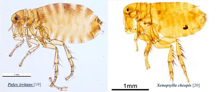 Nằm Mơ Thấy Bọ Chét Chó