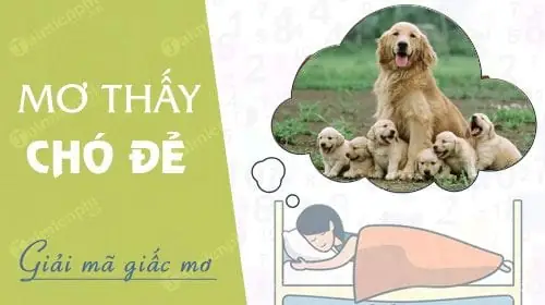 Nằm Mơ Thấy Chó Đẻ, Sinh Con