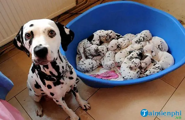 Những Điềm Báo Đằng Sau Mỗi Giấc Mơ Thấy Chó Đẻ