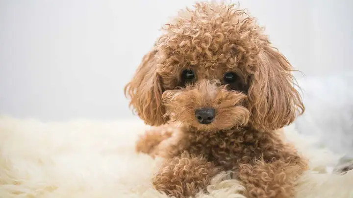 1thức Ăn Dành Cho Chó Poodle Từ 2 Đến 3 Tháng Tuổi