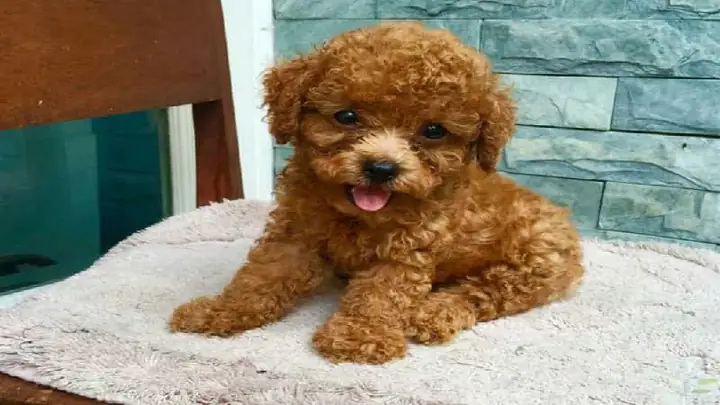 1thức Ăn Dành Cho Chó Poodle Từ 2 Đến 3 Tháng Tuổi
