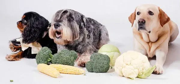 Cân Bằng Hàm Lượng Đạm Vừa Đủ