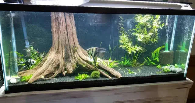 Nền Cát Cho Bể Cá: Hướng Dẫn Chọn Loại Tốt Nhất & Cách Sử Dụng Hiệu Quả