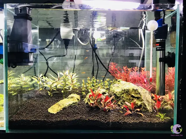 Cách Sử Dụng Máy Sưởi Bể Cá An Toàn