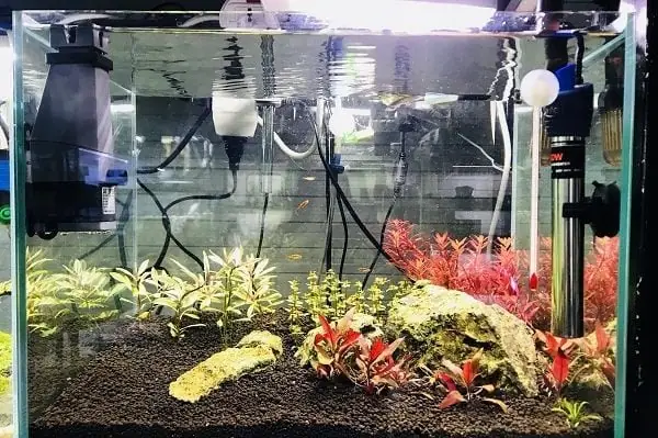 Hướng Dẫn Chọn Và Cách Sử Dụng Máy Sưởi Bể Cá Cảnh