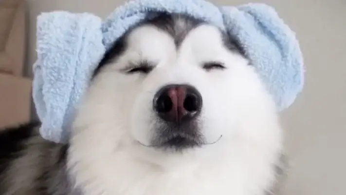 Nên Mua Xương Gặm Sạch Răng Cho Chó Ở Đâu Nên Mua Xương Gặm Sạch Răng Cho Chó Ở Đâu