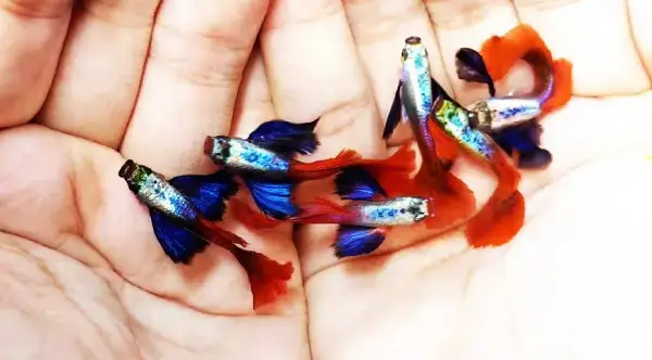 Hồ Cá, Bể Kính: Lựa Chọn Phổ Biến Để Nuôi Cá Bảy Màu