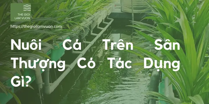 Nuôi Cá Trên Sân Thượng Có Tác Dụng Gì? Nuôi Cá Trên Sân Thượng Có Tác Dụng Gì?