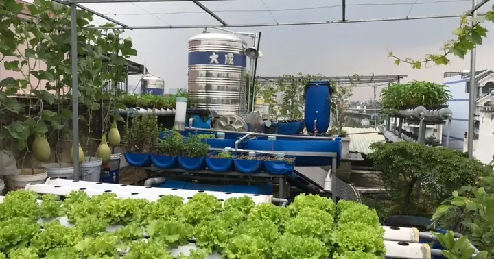 Vườn Trồng Rau, Nuôi Cá Tươi Sống Trên Sân Thượng Ở Tphcm | Báo ... Vườn Trồng Rau, Nuôi Cá Tươi Sống Trên Sân Thượng Ở Tphcm | Báo ...