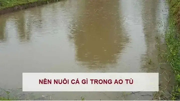 Cá Rô Phi Đơn Tính: Chiến Binh Bền Bỉ Và Năng Suất Cao