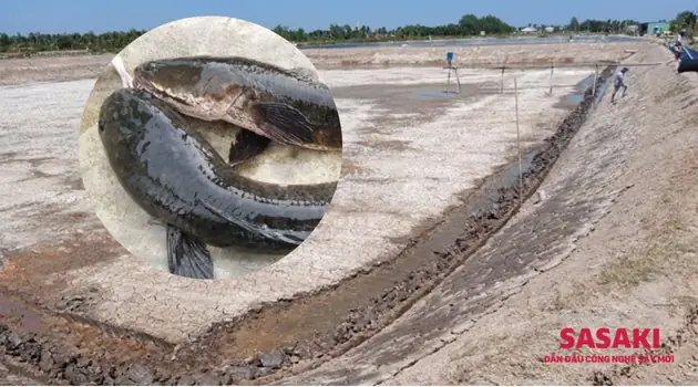 Nên Nuôi Cá Gì Trong Ao Từ Để Hiệu Quả Và Bền Vững?