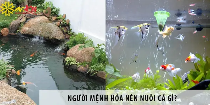 Nên Nuôi Cá Gì Trong Ao Từ Để Hiệu Quả Và Bền Vững?