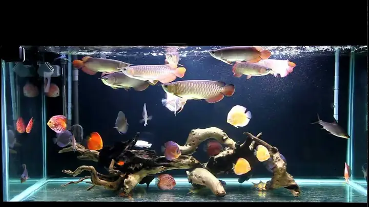 Cá Rồng Nuôi Với Cá Dĩa