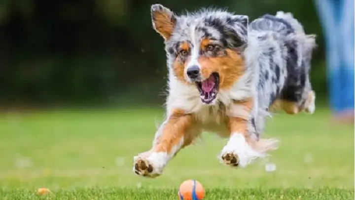 2ưu Và Nhược Điểm Của Chó Đực 2ưu Và Nhược Điểm Của Chó Đực