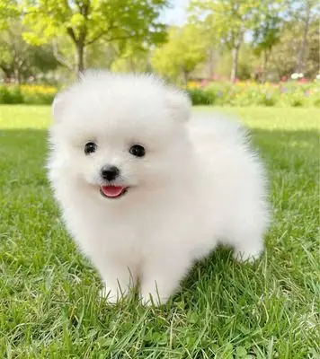 Phốc Sóc Mini, Đủ Màu 60 Ngày