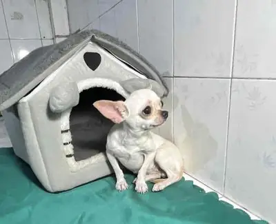 🌸bé Cái Tơ Trắng Cream 2,5kg Hiền Ngoan 🌸