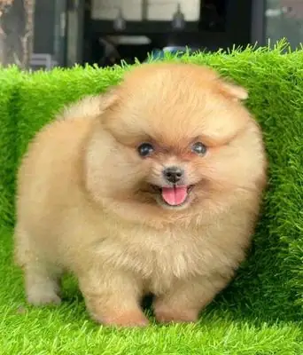 Pom Mini Cún Tại Nhà
