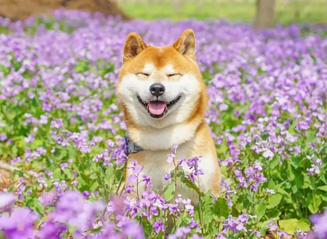 Chó Shiba Inu