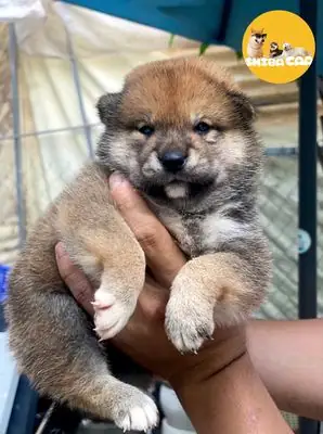 Chó Shiba Inu Cái Nâu Thuần Chủng Vka