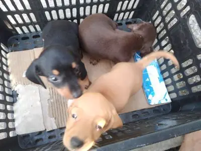 Chó Lạp Xưởng Vàng, Đen, Socola ( Sg)