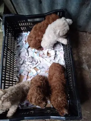 Chó Poodle Tiny Đỏ Trắng Kem - Ct