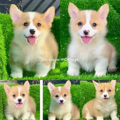 Cogri Cún Nhà Sinh Sản