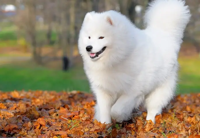 Chó Samoyed